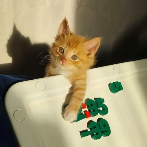 Программист будущего ищет хозяев - Кошки и котята в Чита