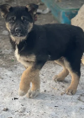 Щенки для охраны - Собаки в Чита