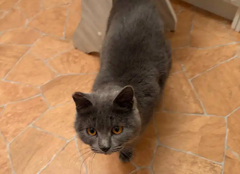 Британская кошка ищет дом после спасения с улицы - Кошки (Животные) в Чита