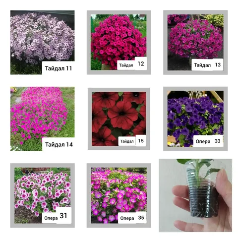 Продажа черенков ампельных петуний - Банные принадлежности в Чита