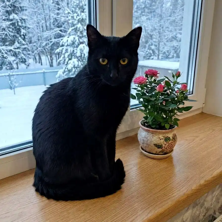 Идеальная квартирная кошечка с уникальной историей - Кошки (Животные) в Чита