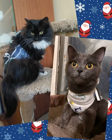 Две симпатичные кошки ищут дом - Товары для животных в Чита