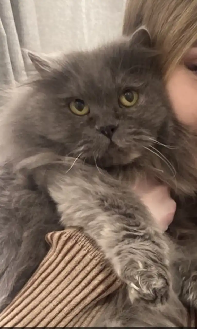 Поиск дома для кошечки Сильвии - Животные в Чита