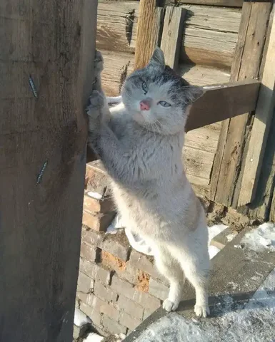 Ищем добрых хозяев для прекрасного кота - Птицы в Чита