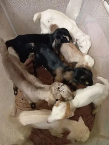 Продажа козлят на племя нубийские голубоглазые - Птицы в Чита