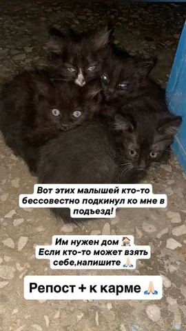 Ищут дом черныш и три девочки - Птицы в Чита