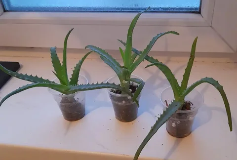 Продам алоэ - Парфюмерия в Чита