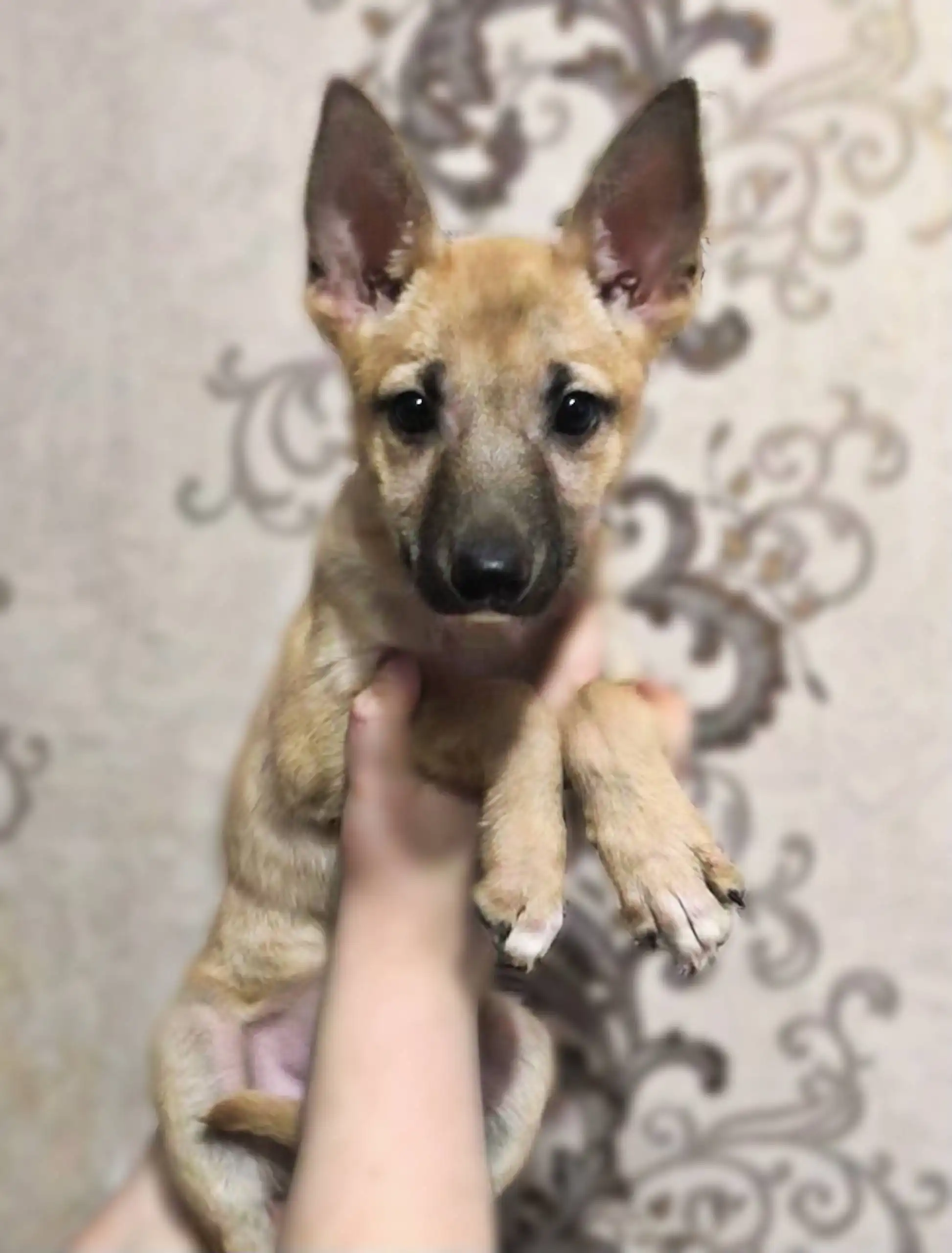 Щенок Жуля ищет дом в Чите - Собаки (Животные) в Чита