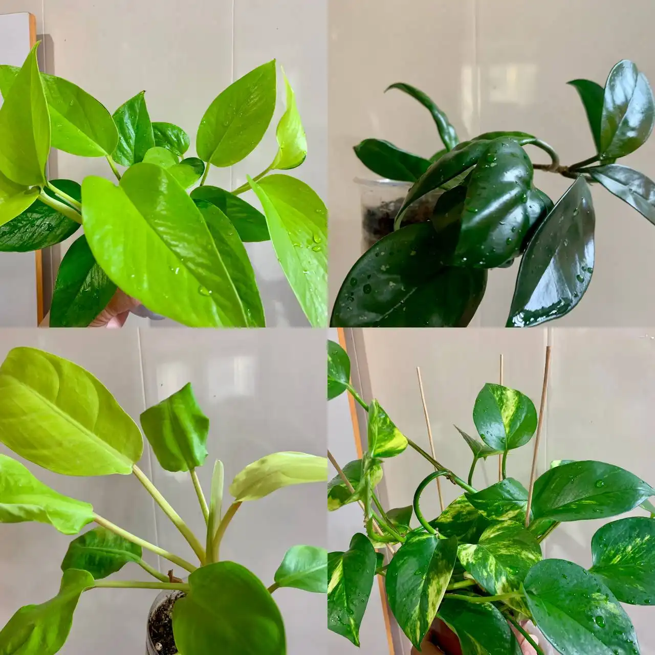 Комнатные растения: Сциндапсус, Хойя, Филодендрон - Растения (Барахолка) в Чита