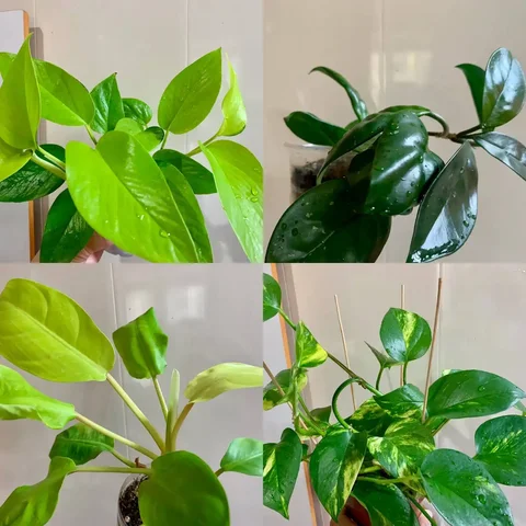 Комнатные растения: Сциндапсус, Хойя, Филодендрон - Парфюмерия в Чита