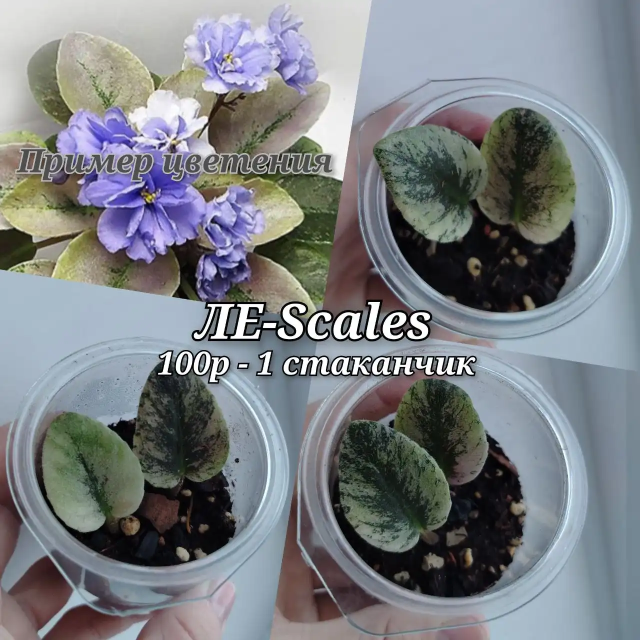 Продам мини фиалки и набор горшочков - Растения (Хобби и отдых) в Чита