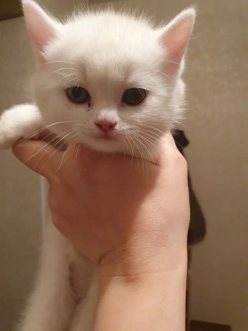 Шотландские котята - Кошки (Животные) в Чита