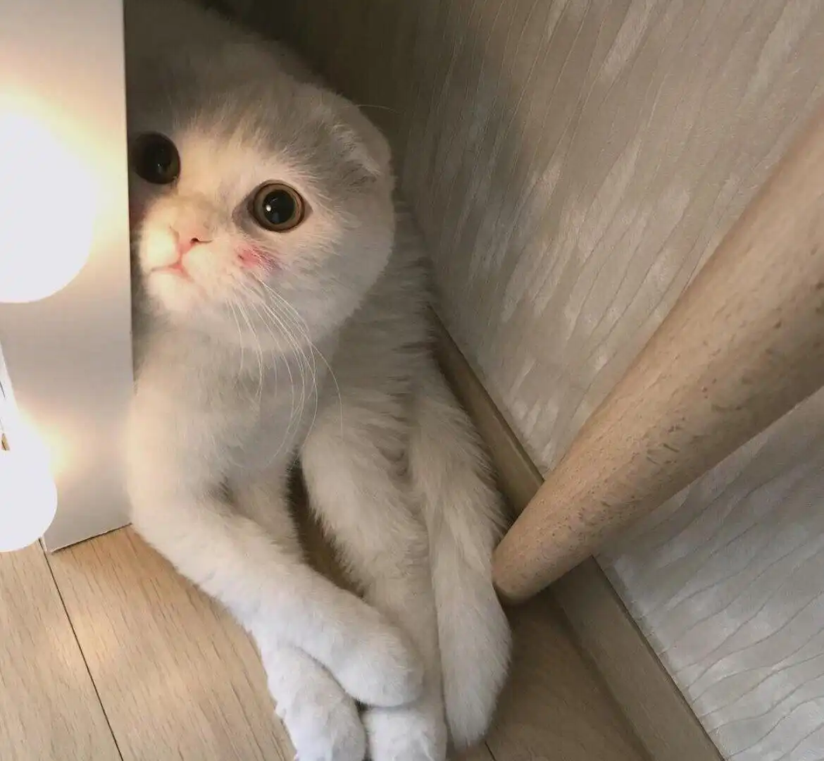 Шотландские котята - Кошки (Животные) в Чита