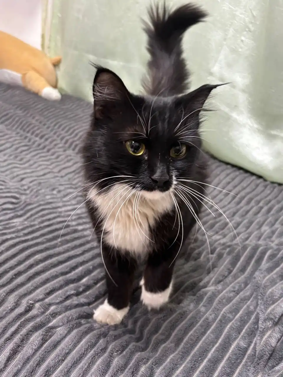 Отдам кошку в добрые руки - Кошки (Животные) в Чита