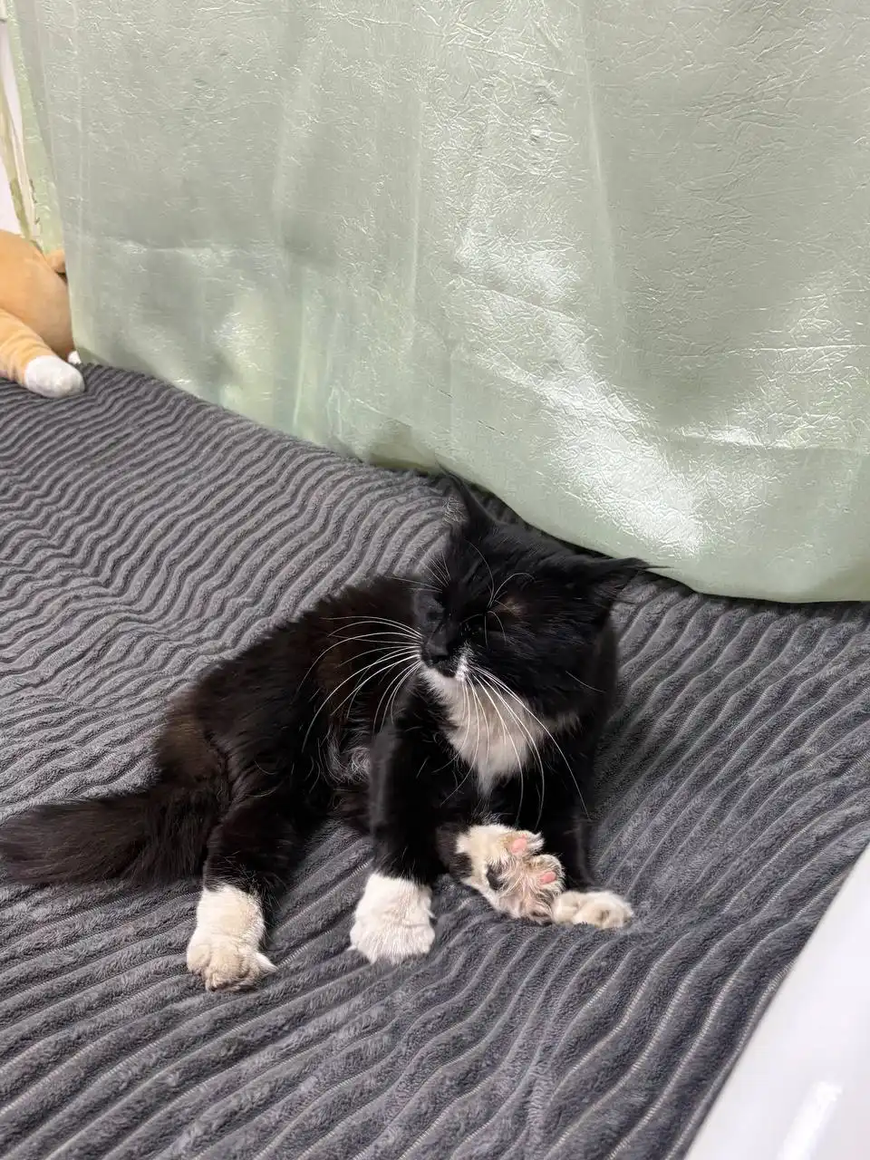 Отдам кошку в добрые руки - Кошки (Животные) в Чита