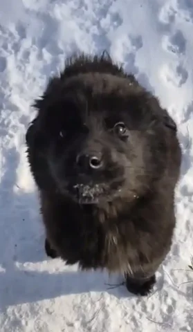 Щенки ищут дом в Чите - Собаки в Чита