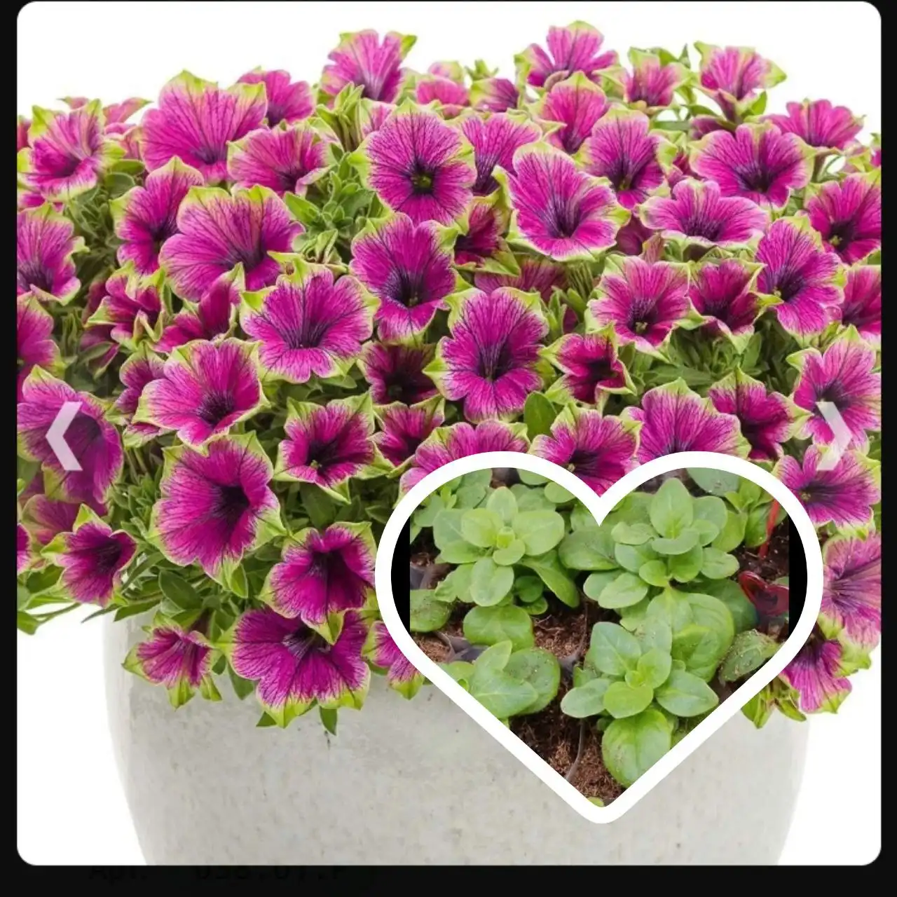 Продам укорененные черенки Каскадиас питтайя - Растения (Хобби и отдых) в Чита