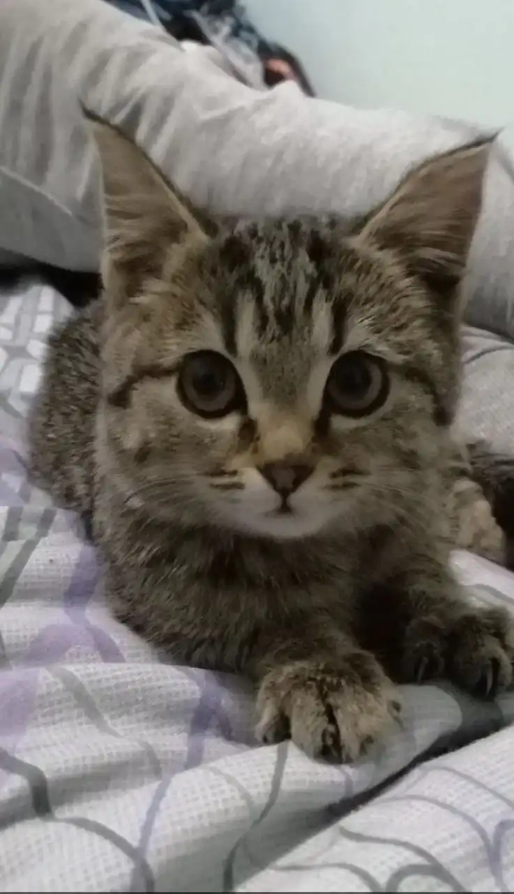 Котенок полосатый 2 месяца ищет дом - Кошки/котята (Животные) в Чита