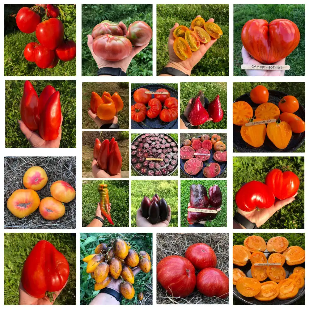 Семена томатов и перца с доставкой - Барахолка в Смоленск