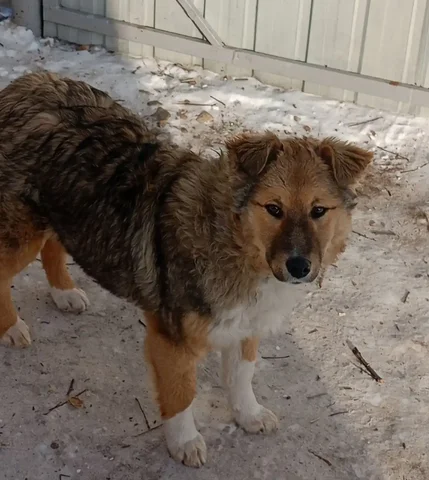 Серьёзная, крупная, красивая девочка ищет дом в Чите - Животные в Чита