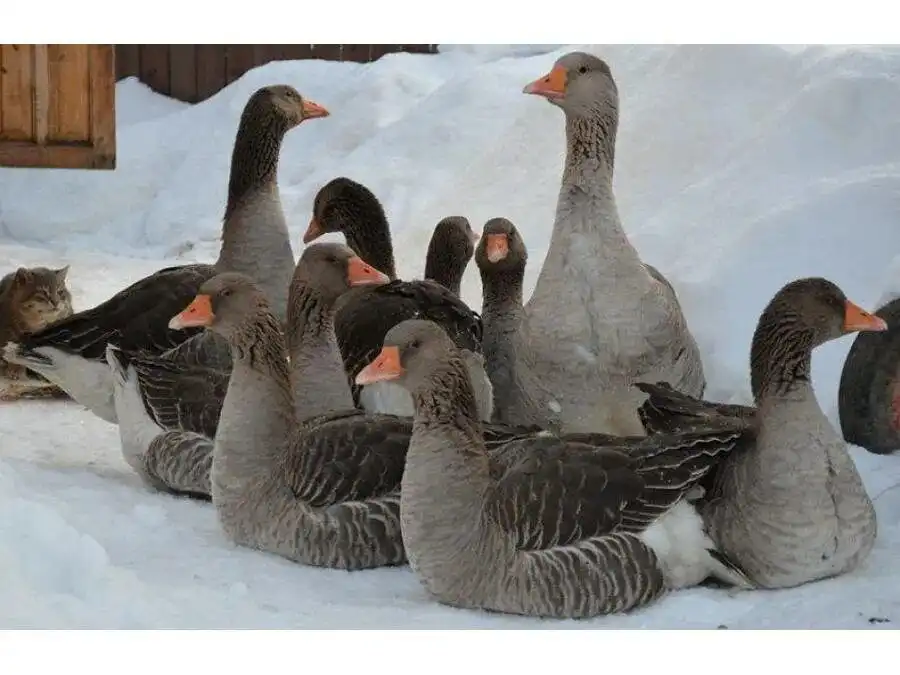 Продажа помеси гусей: крупный серый и холмогор - Птица (Животные) в Чита