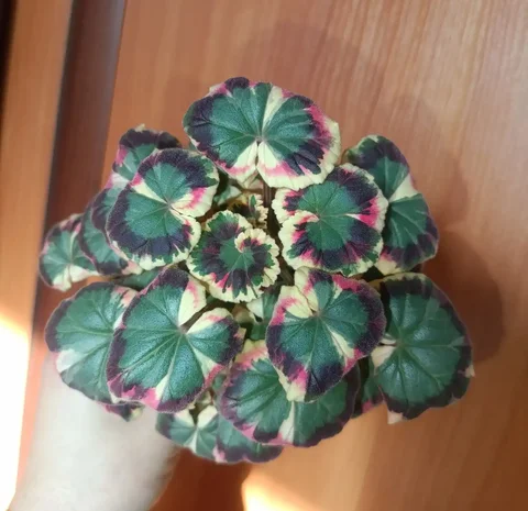 Карликовая трехцветная пеларгония Экскалибур - Розыгрыши/конкурсы в Чита