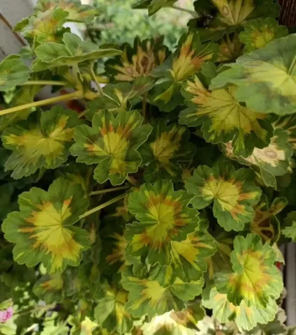 Укорененные черенки декоративнолистной пеларгонии Jungle leof - Розыгрыши/конкурсы в Чита