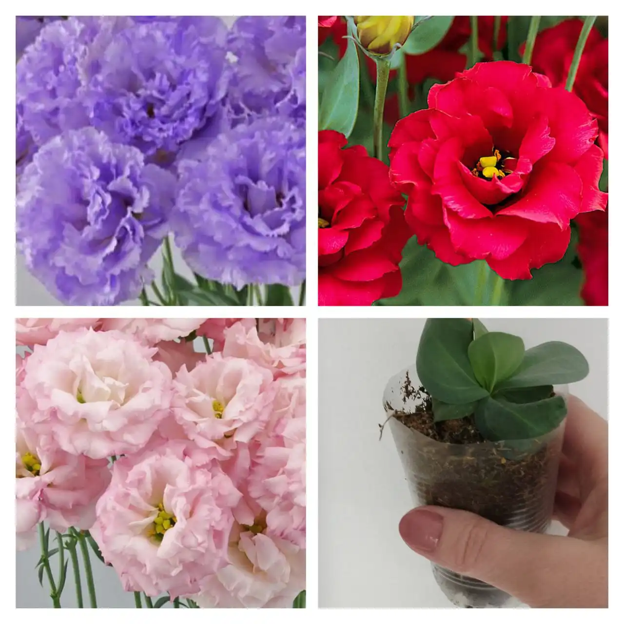 Продам рассаду эустомы срезочной - Растения (Хобби и отдых) в Чита