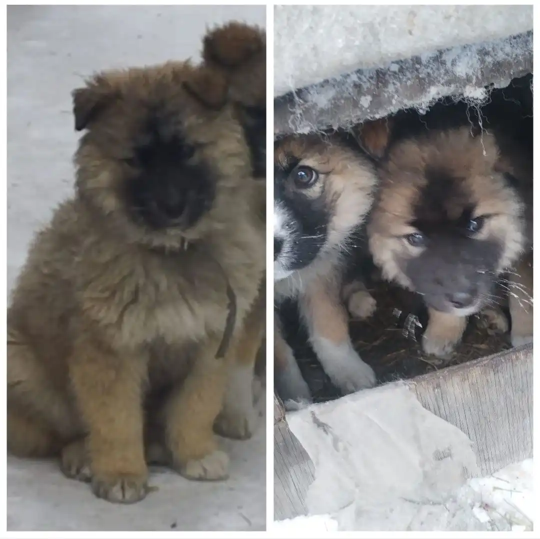 Щенки 2,5 месяца - Собаки (Животные) в Чита