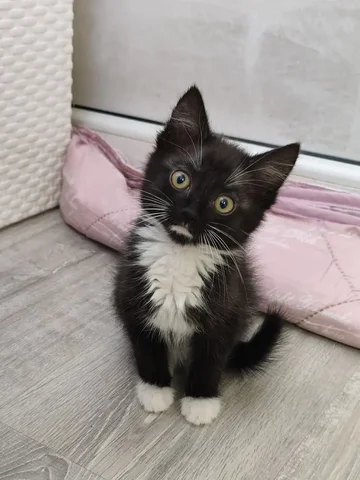 Пристройство активной кошечки - Животные в Чита