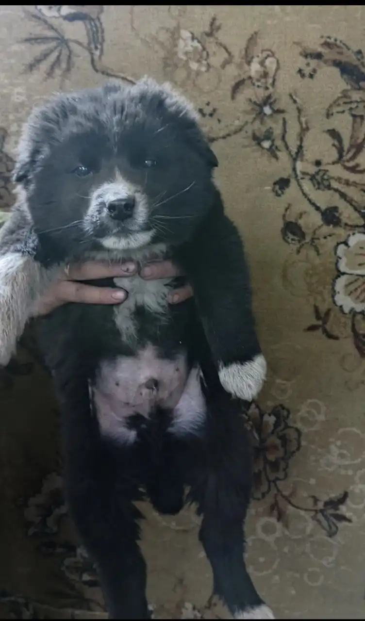 Михаил ищет дом - Собаки (Животные) в Чита