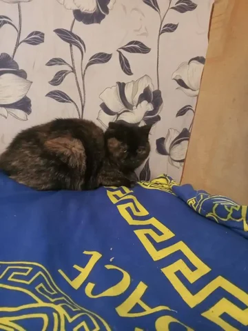 Срочно нужна передержка или дом для кошечки-подростка - Животные в Чита