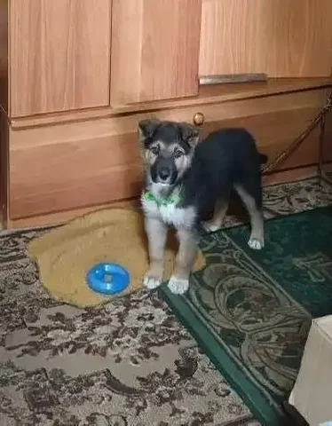 Щенок ищет дом в Чите - Животные в Чита