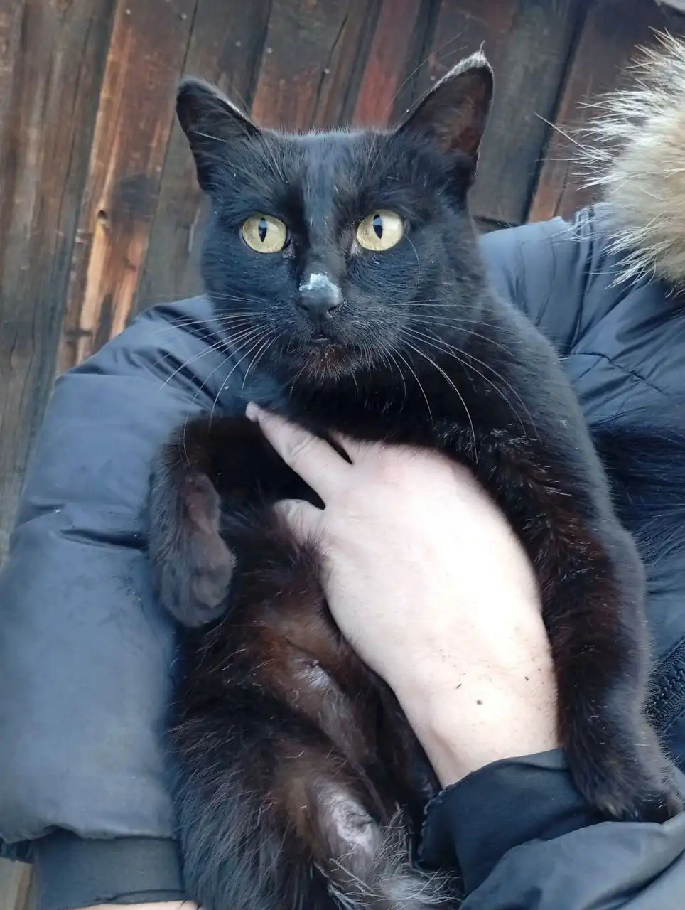 Кошка Багги ищет дом - Кошки (Животные) в Чита