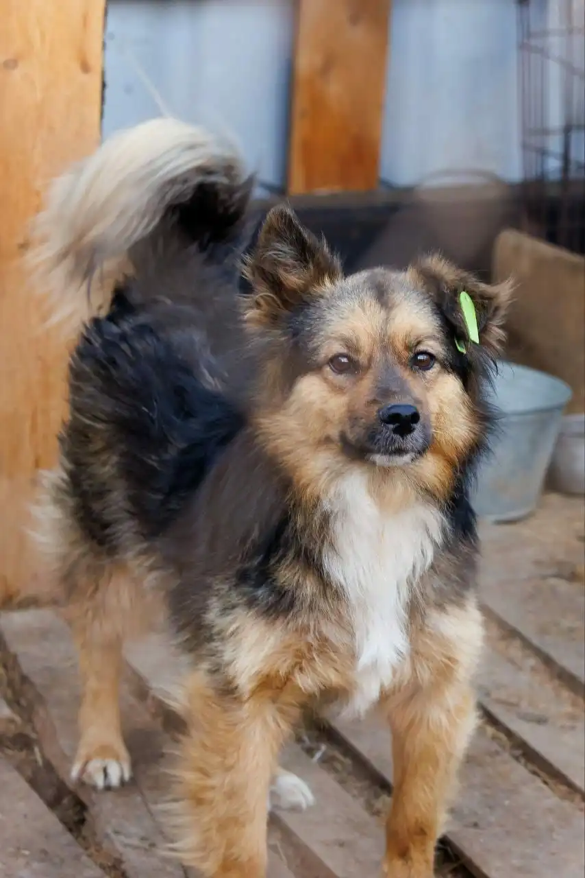 Пристройство кобеля Миши - Собаки (Животные) в Чита