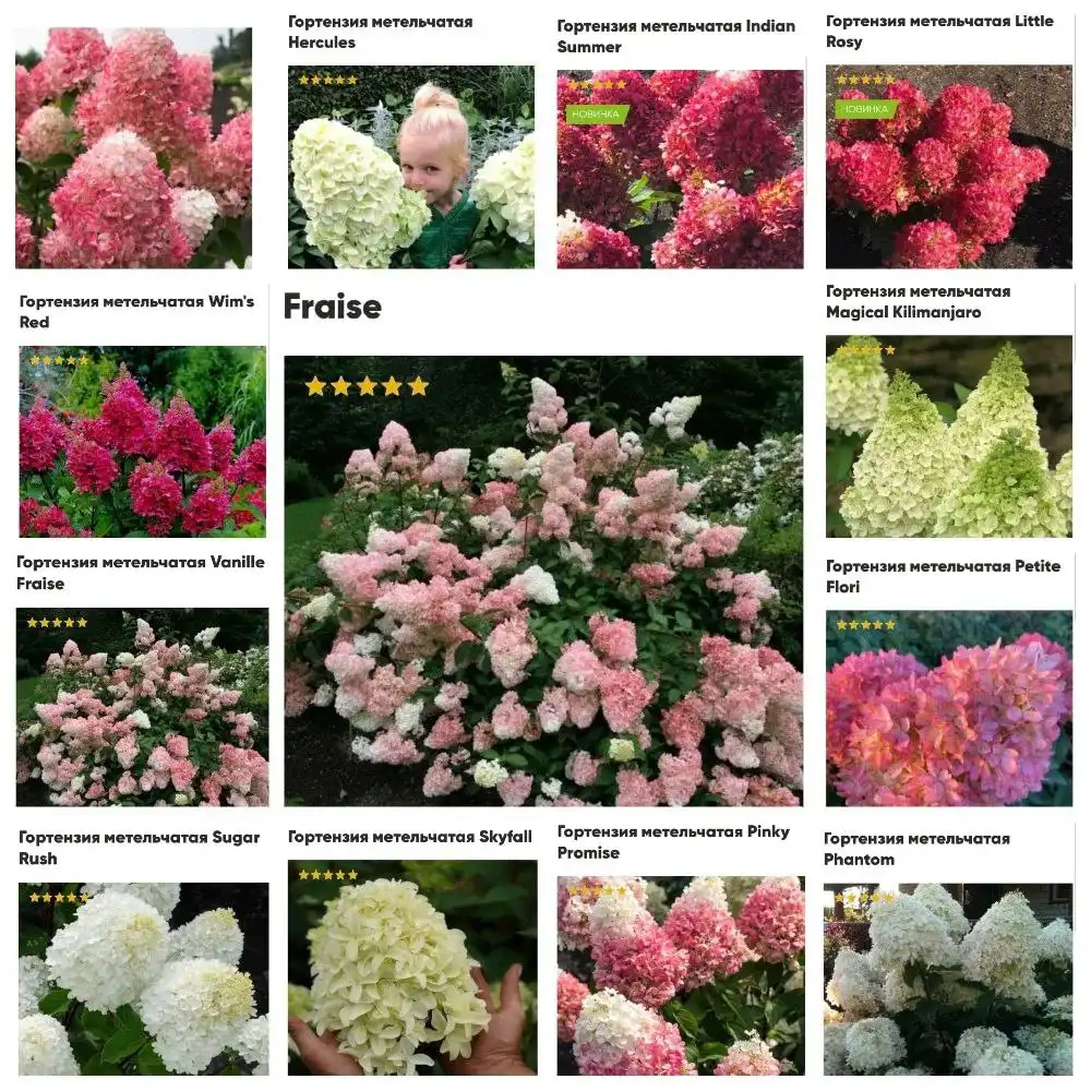 Саженцы метельчатых гортензий на заказ - Саженцы (Барахолка) в Чита