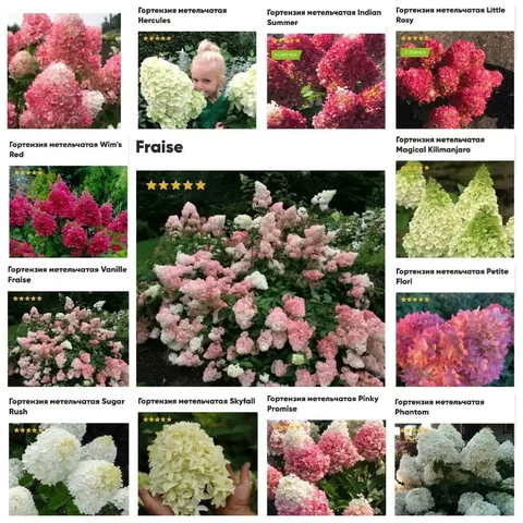 Саженцы метельчатых гортензий на заказ - Парфюмерия в Чита