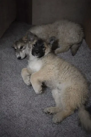 Роскошные щенки кавказской овчарки и помеси - Собаки в Чита