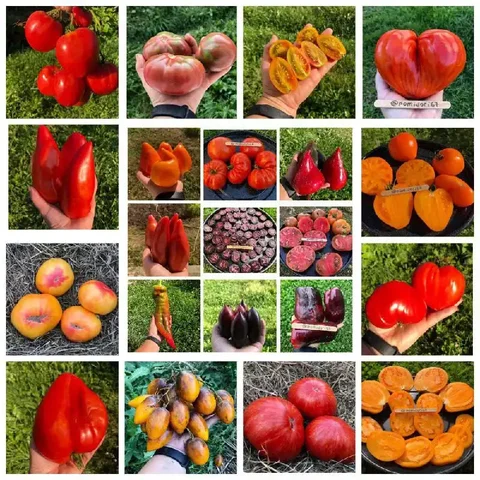 Семена томатов и перцев с доставкой - частное объявление в Смоленск