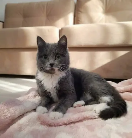 Кошечка в добрые руки - Животные в Чита