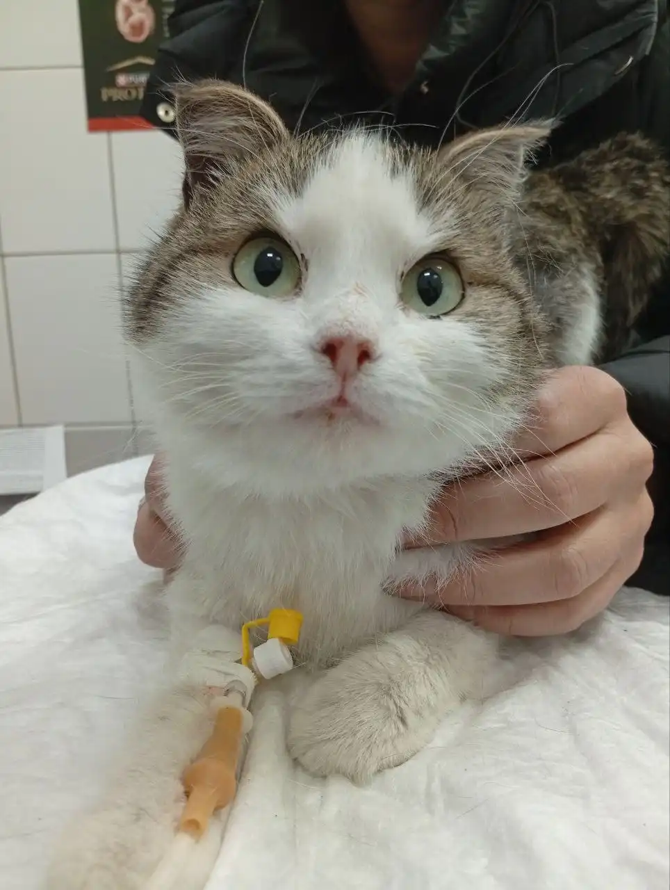 Передержка кошечки в Чите - Передержка (Животные) в Чита