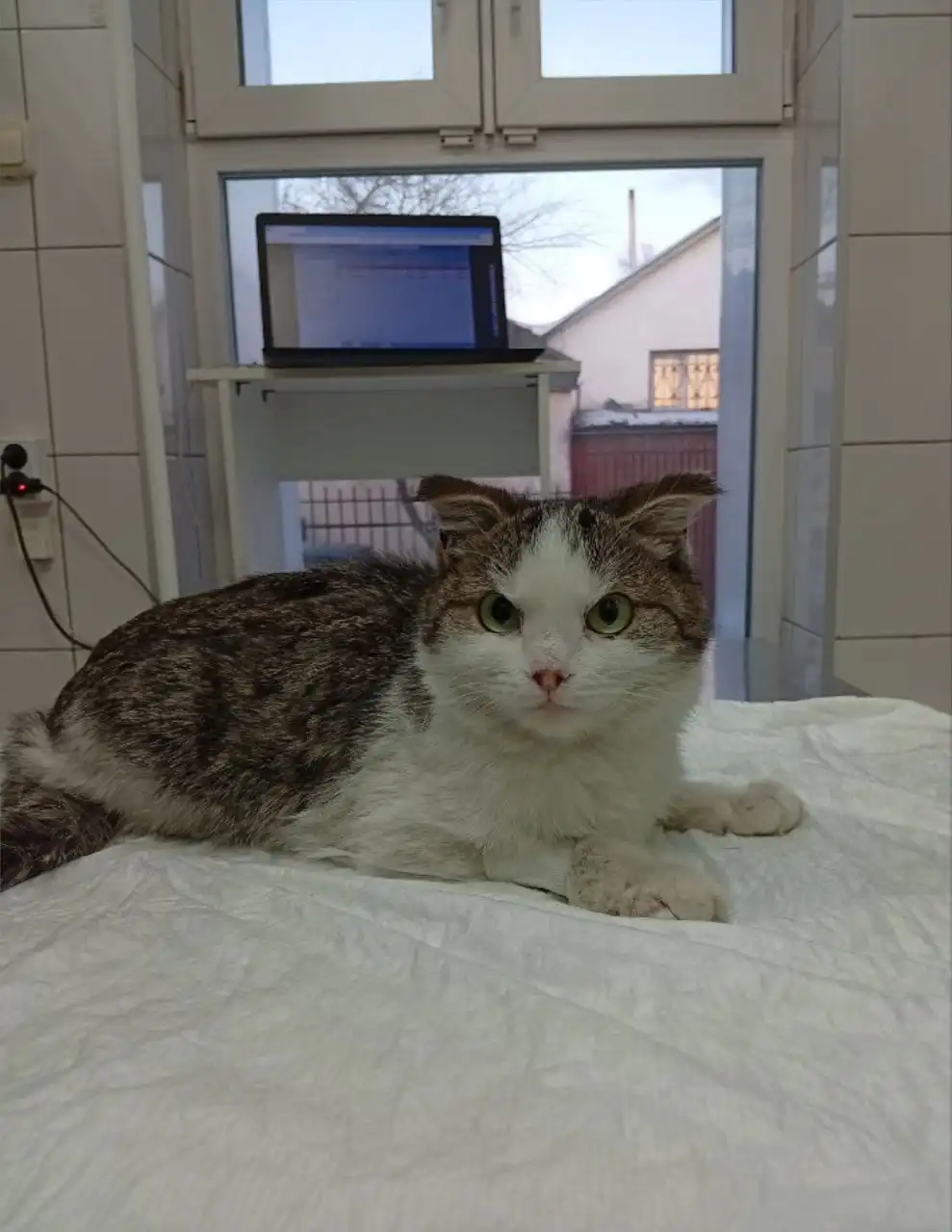 Передержка кошечки в Чите - Передержка (Животные) в Чита