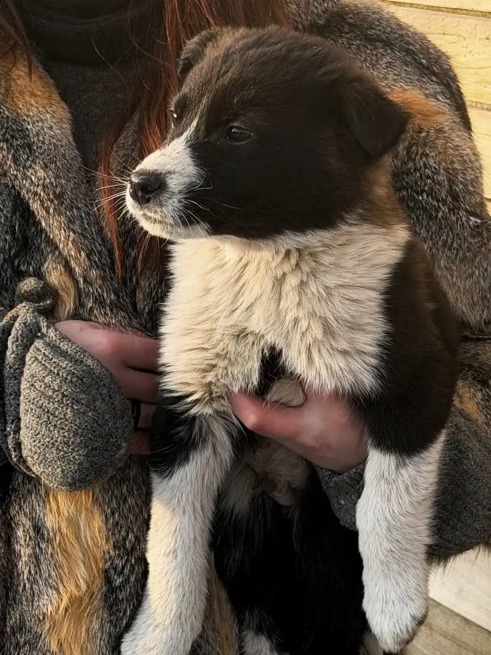 Щенки для дома - Собаки (Животные) в Чита