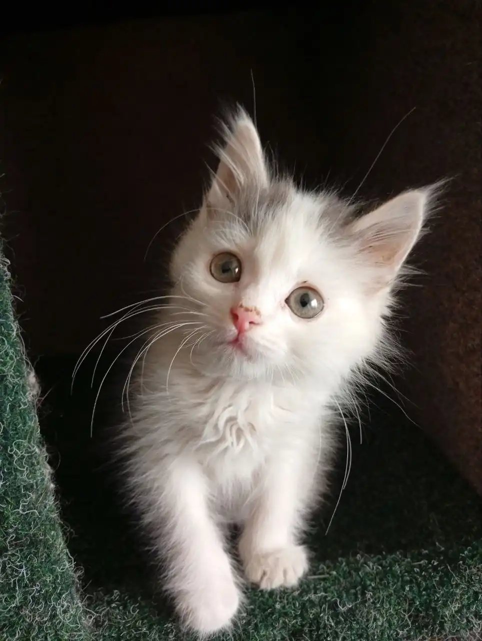 Милый котёнок в добрые руки - Кошки (Животные) в Чита