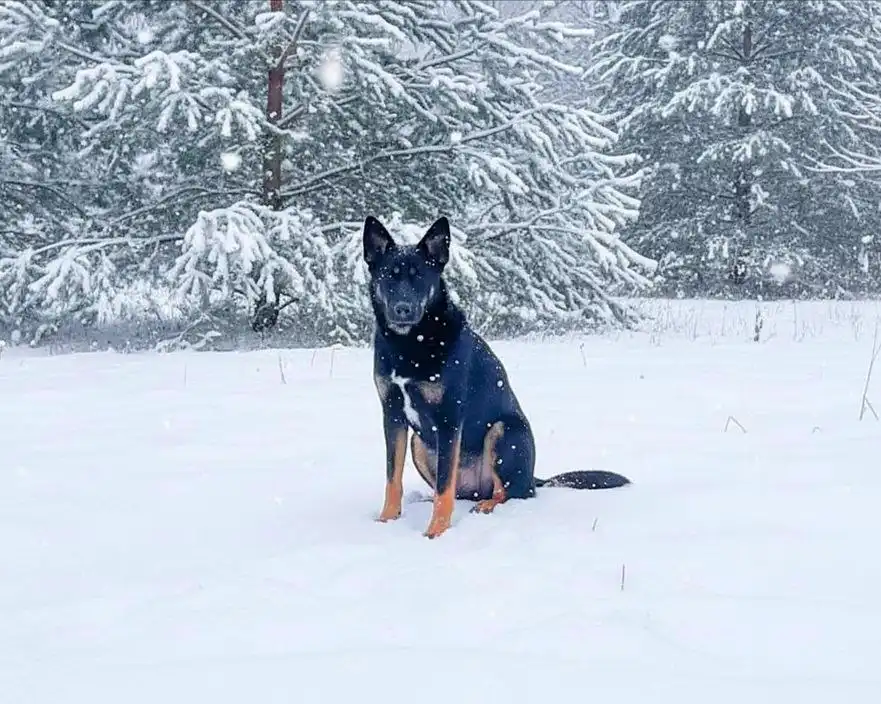 Отдам собаку ЧАРА, овчаристого окраса - Собаки (Животные) в Чита