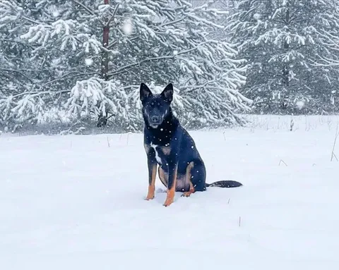 Отдам собаку ЧАРА, овчаристого окраса - Собаки в Чита