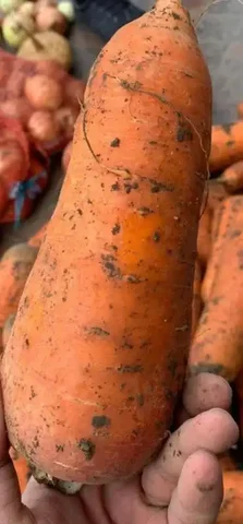 Морковь своя - Детские товары в Чита