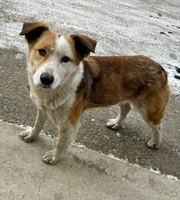 Спасение собаки в Чите - Детские товары в Чита