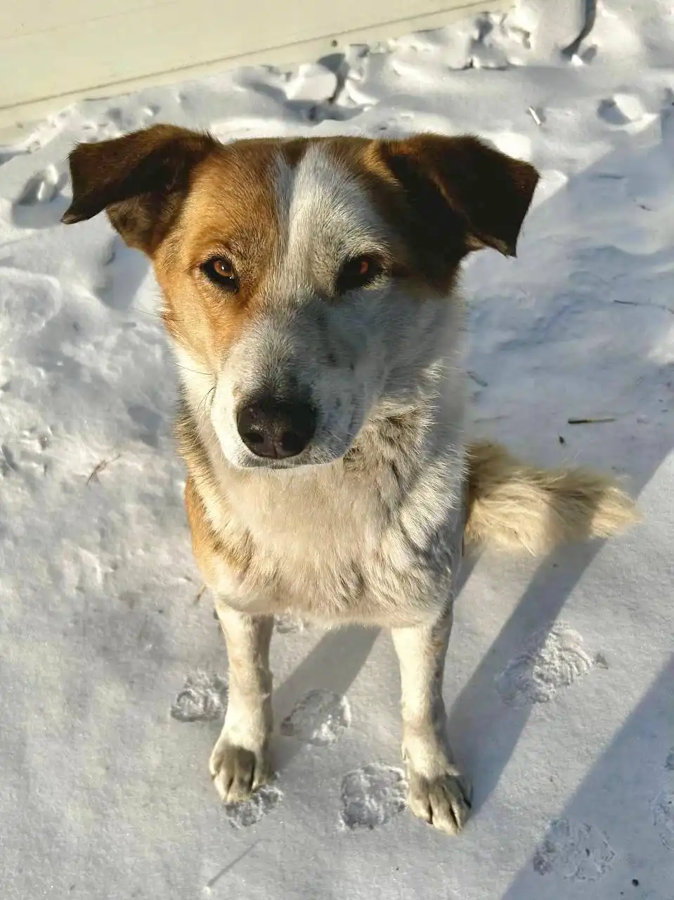 Спасение собаки в Чите - Животные (Барахолка) в Чита