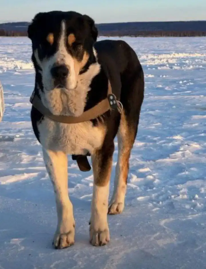 Потерянная среднеазиатская овчарка ищет хозяина - Собаки (Животные) в Чита